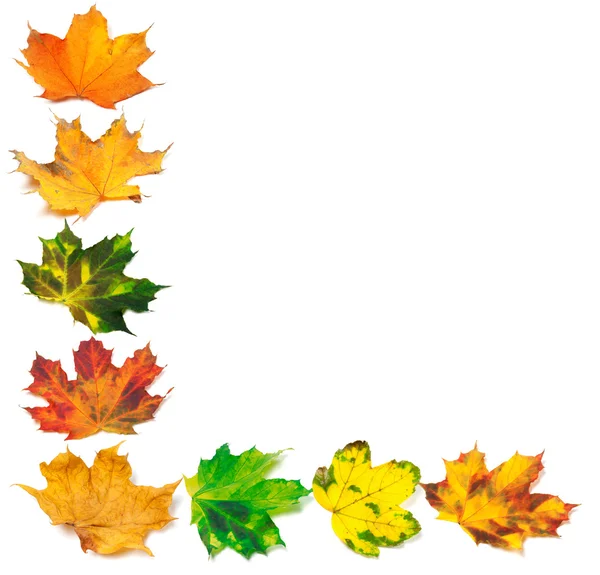 Letter L composed of autumn maple leafs — Stock Photo, Image