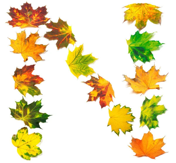 Letter N composed of autumn maple leafs — Stock Photo, Image