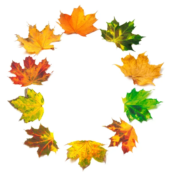 Letter O composed of autumn maple leafs — Stock Photo, Image