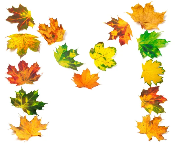 Letter M composed of autumn maple leafs — Stock Photo, Image