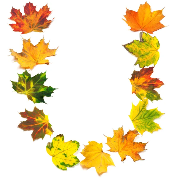 Letter U composed of autumn maple leafs — Stock Photo, Image