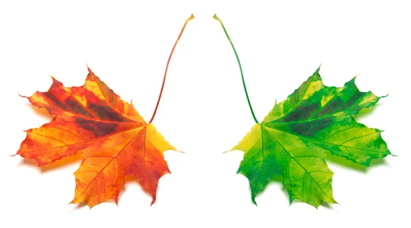 Orange and green yellowed maple-leaf — Stock Photo, Image