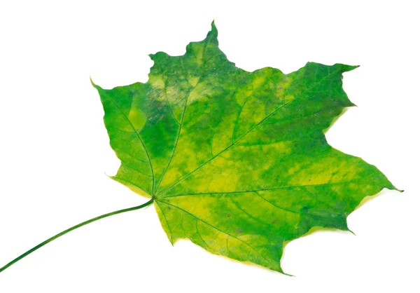 Megsárgult maple leaf. szelektív összpontosít. — Stock Fotó