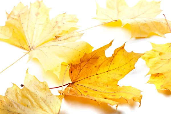 Hösten gul blad lönn- — Stockfoto