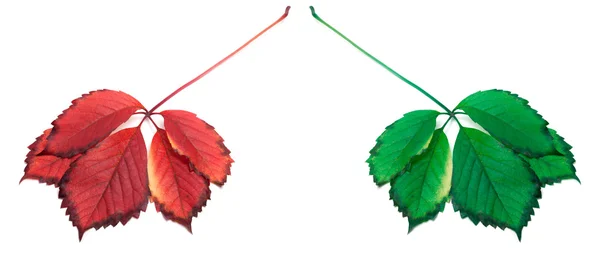 Red and green leafs — Stock Photo, Image