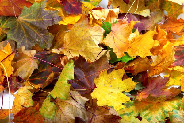 Autumn dry maple leafs — Stock Photo, Image