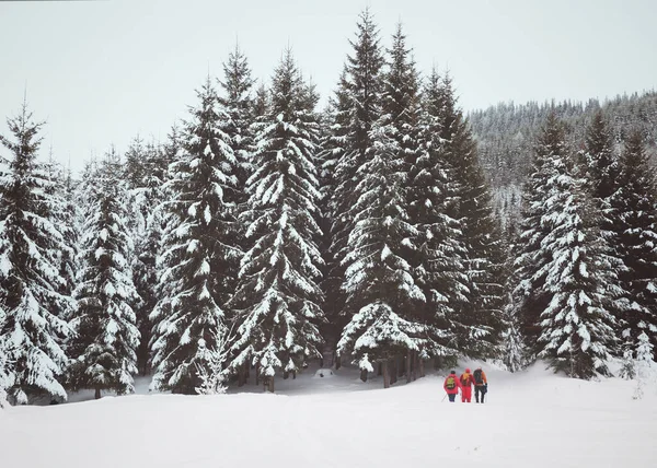 Wanderer Schneehang Verschneiten Wald Grauen Wintertagen Karpaten Ukraine Getönte Landschaft — Stockfoto