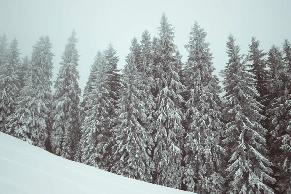 冬には霧氷と雪の斜面で凍結した冬の森 カルパティア山脈 ウクライナ 調色風景 — ストック写真