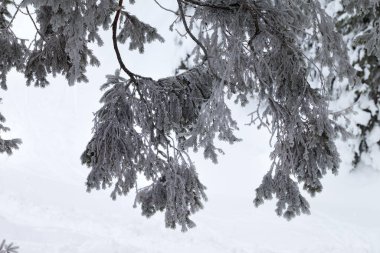 Kar yağışından sonraki soğuk gri günde kış ormanlarında karla kaplı ladin dallarına yakından bakın. Karpat Dağları, Ukrayna.