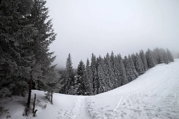 Sétaút Havas Lejtőn Fagyos Havas Lucfenyő Erdőben Ködben Szürke Téli — Stock Fotó