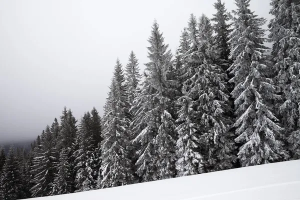 冬にはガスや雪の斜面に雪に覆われたスプルースの森を凍結 カルパティア山脈 ウクライナ — ストック写真