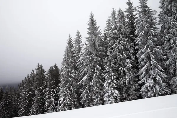 Floresta Abeto Coberta Neve Congelada Nevoeiro Encosta Nevada Inverno Cárpatos — Fotografia de Stock