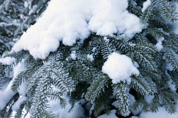 Ramas Cubiertas Nieve Abeto Frío Día Invierno Después Nevada —  Fotos de Stock