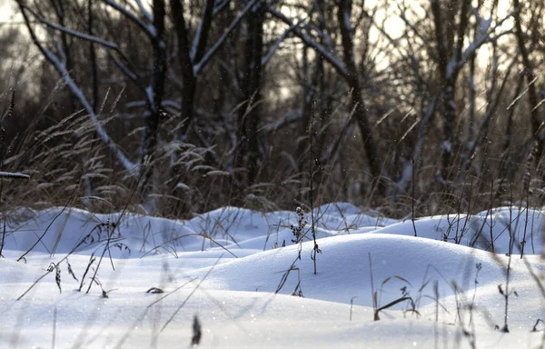 Snowdrifts Floresta Inverno Após Queda Neve Dia Sol — Fotografia de Stock