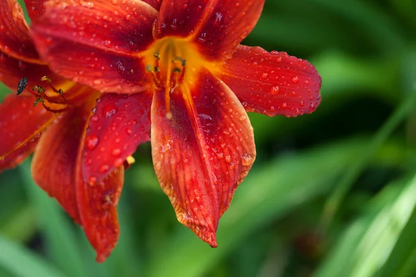 Czerwony Kwiat Lilii Kroplami Wody Zielonym Niewyraźnym Tle Widok Makro — Zdjęcie stockowe