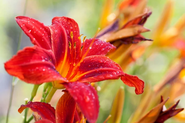 Czerwone Lilie Kwiat Kroplami Wody Słoneczny Letni Dzień Deszczu — Zdjęcie stockowe
