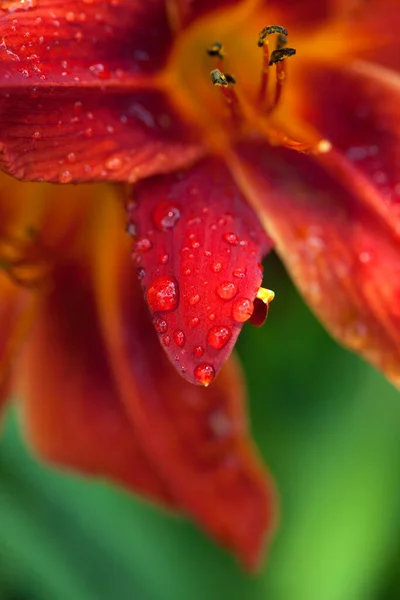 Part Red Lily Flower Water Drops Green Blurred Background Macro — Stock Photo, Image