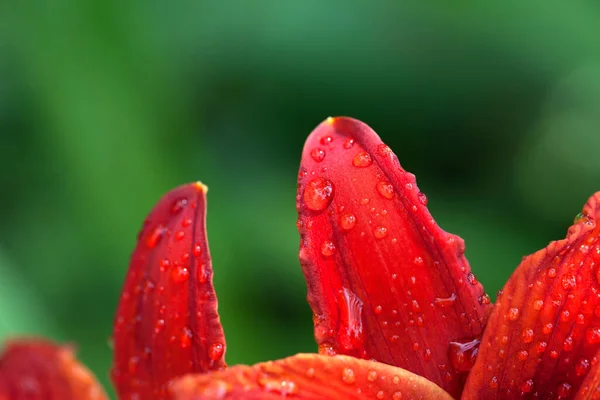 Blütenblätter Roter Lilienblüten Mit Wassertropfen Einem Sonnigen Sommertag Nach Regen — Stockfoto