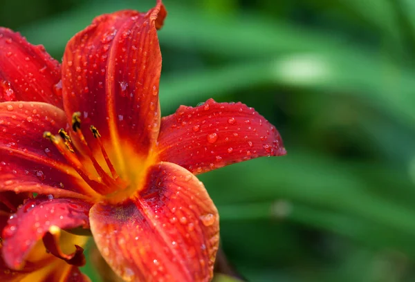 Yeşil bulanık arka planda yağmurdan sonraki yaz, güneşte su damlayan kırmızı zambak çiçeği. Makro manzara. Seçici odak.