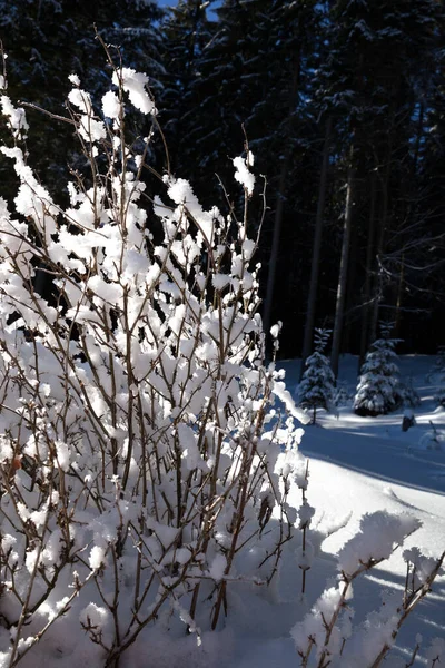 Arbusto Coberto Neve Floresta Abeto Inverno Após Queda Neve Sol — Fotografia de Stock