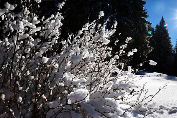 Заснеженные Кусты Зимнем Еловом Лесу После Снегопада Солнечный Холодный День — стоковое фото