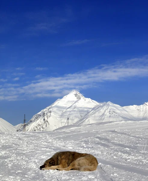 Perro Duerme Pista Esquí Sol Día Invierno Montañas Del Cáucaso —  Fotos de Stock
