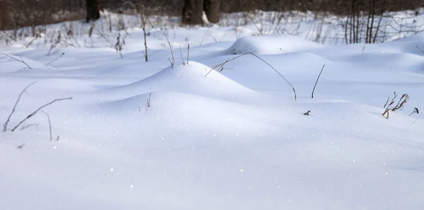 Snowdrift Floresta Inverno Após Queda Neve Foco Seletivo — Fotografia de Stock