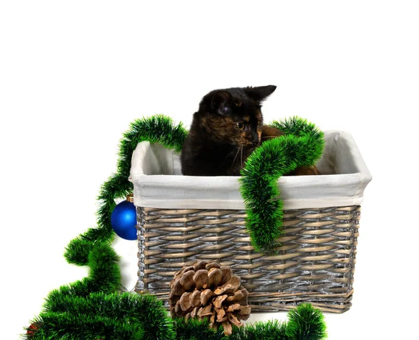 Braunes Kätzchen Sitzt Weidenkorb Mit Weihnachtslametta Christbaumkugeln Tannenzapfen Und Schaut — Stockfoto
