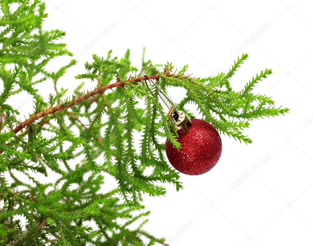 Branch of decorative home pine tree with red Christmas-tree ball. Isolated on white background. 