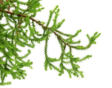 Dekoratif ev Noel ağacı dalı. Beyaz arkaplanda izole. 