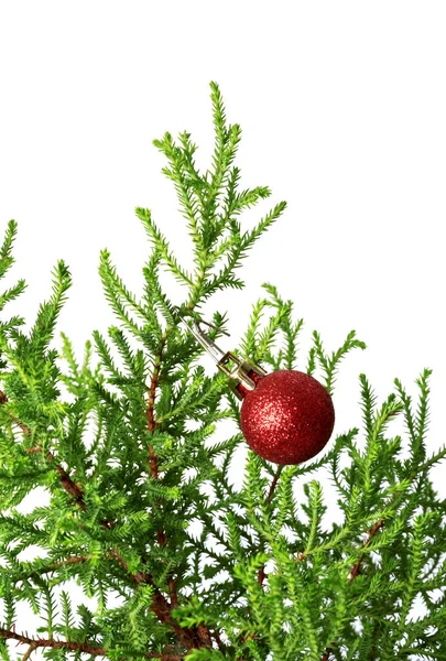 Green Branch Decorative Home Pine Tree Red Christmas Tree Ball — 图库照片