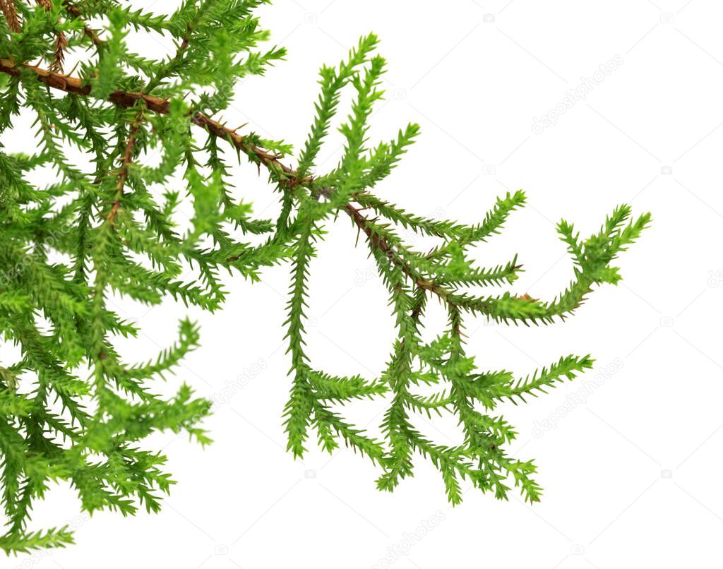 Branch of decorative home Christmas-tree. Isolated on white background. 