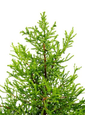 Dekoratif Noel ağacı. Beyaz arkaplanda izole.