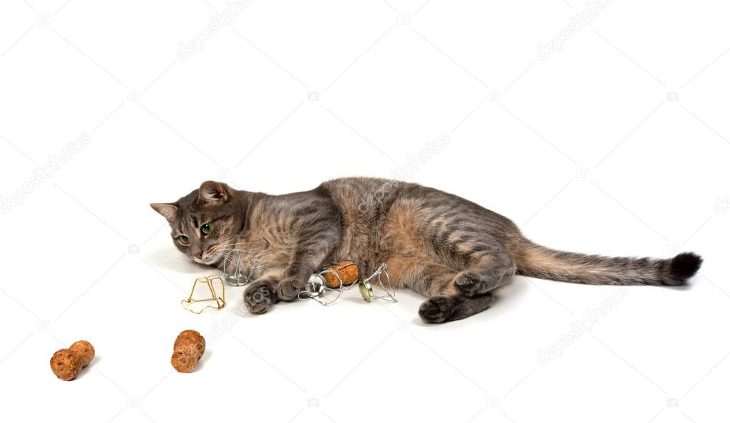 Gray cat lying on its side with champagne wine corks and muselets. Isolated on white background.