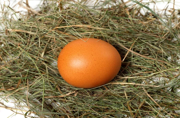 Brown Chicken Egg Nest — Stock Photo, Image