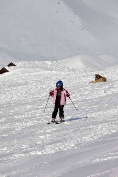 Kleine Skiër Hond Skipiste Zonnige Winterdag Kaukasus Bergen Georgië Regio — Stockfoto