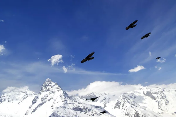 Flock Alpine Chough Pyrrhocorax Graculus Flying Winter Snow Mountains Caucasus — Stock Photo, Image
