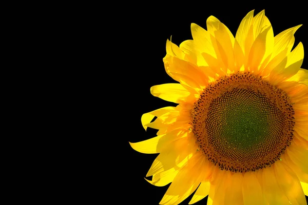 Sonnenblume Isoliert Auf Schwarzem Hintergrund Mit Kopierraum — Stockfoto