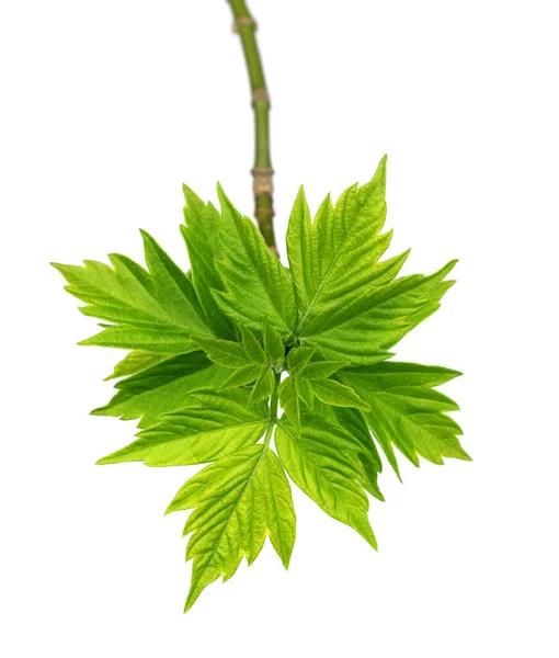 Spring Twigs Maple Ash Acer Negundo Young Leaves Isolated White — Stock Photo, Image
