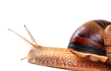 Beyaz arka plan üzerinde izole salyangoz. yakından görmek. 