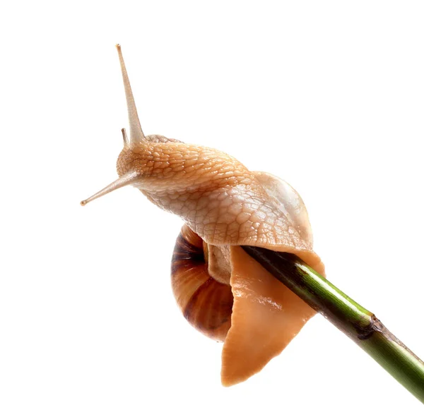 蜗牛爬在绿色的茎上 因白人背景而被隔离 — 图库照片