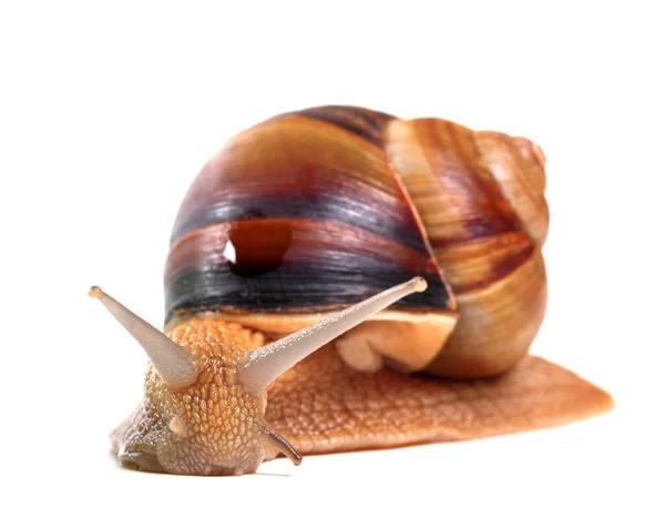 被白色背景隔离的蜗牛 — 图库照片