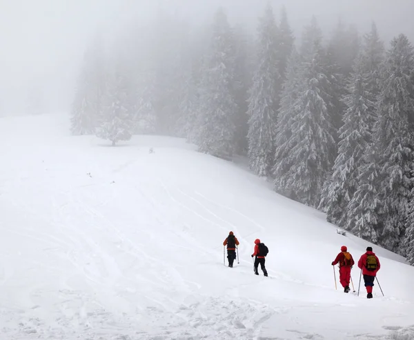 Trekkers Snowy Slope Snow Covered Spruce Forest Haze Winter Day — Stock Photo, Image