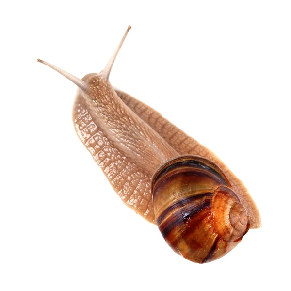 Caracol Aislado Sobre Fondo Blanco Vista Desde Arriba — Foto de Stock