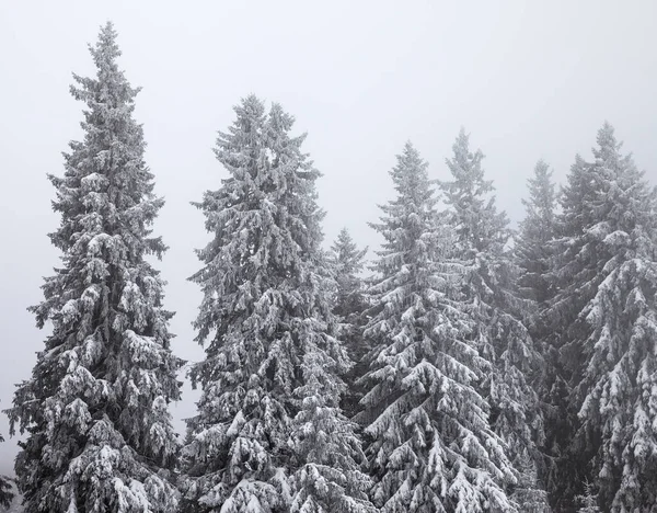 Frozen Snow Covered Fir Forest Snowfall Gray Sky Fog Winter — 图库照片