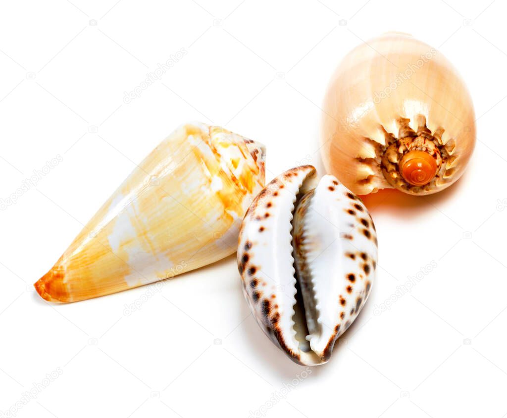 Various of exotic seashells. Isolated on white background