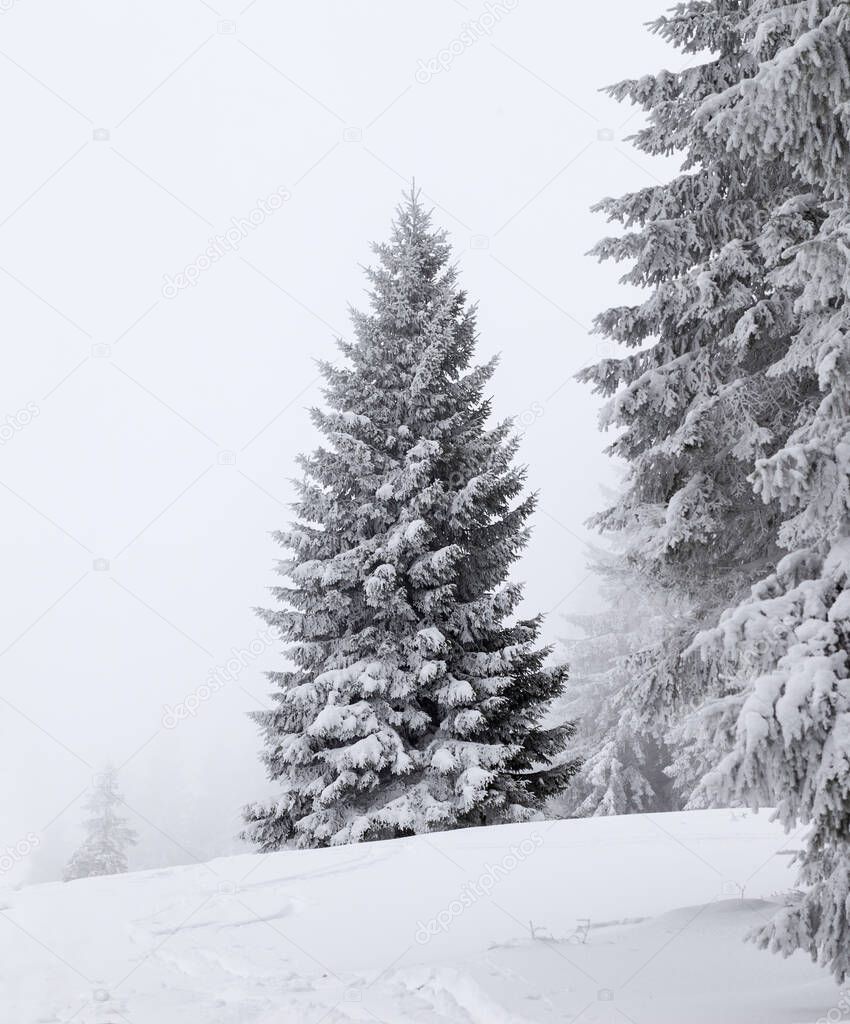 Frozen snow-covered fir in forest after snowfall and gray sky in fog at winter day. Carpathian Mountains, Ukraine.