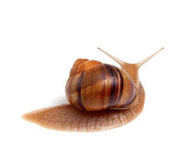 Caracol Isolado Fundo Branco Visão Traseira — Fotografia de Stock