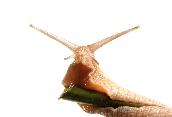 Caracol Rastejando Talo Bambu Isolado Sobre Fundo Branco — Fotografia de Stock