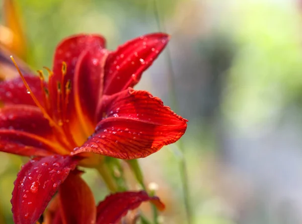 Цветущие Красные Лилии Цветут Капельками Росы Рассвете Селективный Фокус — стоковое фото